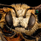 Illustration for article titled How to murder someone with bananas. And also bees.